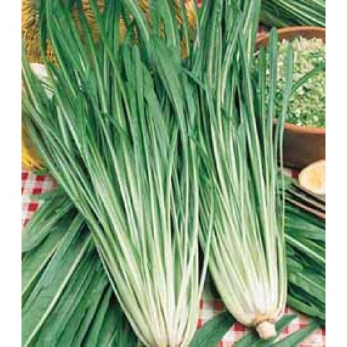 CICORIA CATALOGNA A FOGLIE STRETTE NR.300 SEMI